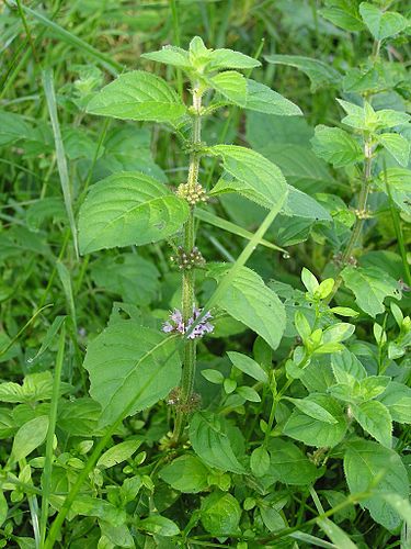 mentha arvensis